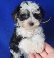 Pilot, a male Yorkipoo for sale in Jackson, TN – 8 of 10