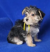 Griffin , a male Morkie for sale in Jackson, TN – Photo 6 of 10