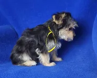 Griffin , a male Morkie for sale in Jackson, TN – Photo 3 of 10