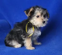 Griffin , a male Morkie for sale in Jackson, TN – Photo 2 of 10