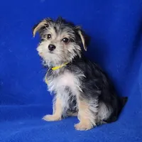 Griffin , a male Morkie for sale in Jackson, TN – Photo 9 of 10
