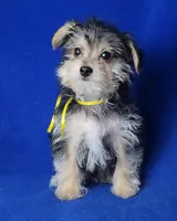 Griffin , a male Morkie for sale in Jackson, TN – Photo 1 of 10