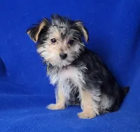 Griffin , a male Morkie for sale in Jackson, TN – Photo 10 of 10