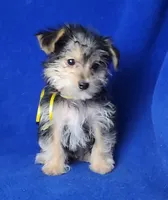 Griffin , a male Morkie for sale in Jackson, TN – Photo 4 of 10