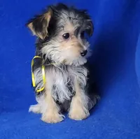 Griffin , a male Morkie for sale in Jackson, TN – Photo 5 of 10