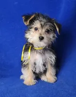 Griffin , a male Morkie for sale in Jackson, TN – Photo 8 of 10