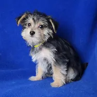 Griffin , a male Morkie for sale in Jackson, TN – Photo 7 of 10
