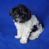 Piper , a female Yorkipoo for sale in Jackson, TN – 5 of 10