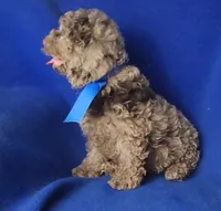 Chocolate Merle Clarence, a male Cockapoo for sale in Jackson, TN – 10 of 10