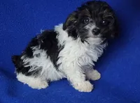 Piper , a female Yorkipoo for sale in Jackson, TN – 3 of 10