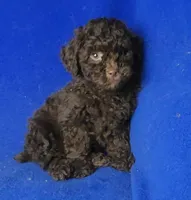 Peyton , a male Poodle - Toy  for sale in Jackson, TN – Photo 10 of 10