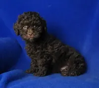 Peyton , a male Poodle - Toy  for sale in Jackson, TN – Photo 9 of 10