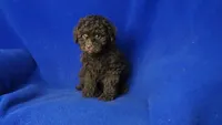 Peyton , a male Poodle - Toy  for sale in Jackson, TN – Photo 3 of 10
