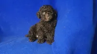 Peyton , a male Poodle - Toy  for sale in Jackson, TN – Photo 4 of 10