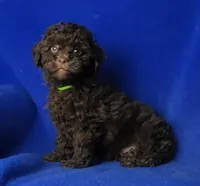 Peyton , a male Poodle - Toy  for sale in Jackson, TN – Photo 8 of 10