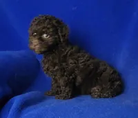 Peyton , a male Poodle - Toy  for sale in Jackson, TN – Photo 2 of 10