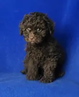 Peyton , a male Poodle - Toy  for sale in Jackson, TN – Photo 1 of 10