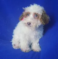 Ellie, a female Poodle - Toy  for sale in Jackson, TN – 8 of 10