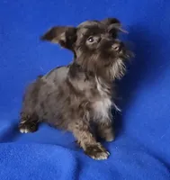 Chocolate Cash, a male Miniature Schnauzer for sale in Jackson, TN – 9 of 10