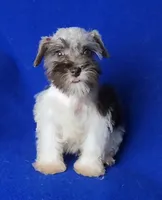 Choco Celine, a female Miniature Schnauzer for sale in Jackson, TN – 8 of 10