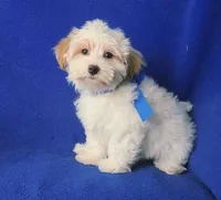 Amara, a female Morkie for sale in Jackson, TN – 9 of 10