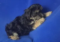 Teo, a male Morkie for sale in Jackson, TN – 6 of 10