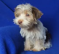 Liver Dewey , a male Yorkshire Terrier for sale in Jackson, TN – 4 of 10