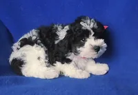 Melody , a male Poodle - Toy  for sale in Jackson, TN – 10 of 10