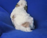 Tallulah , a female Shichon for sale in Jackson, TN – 8 of 10