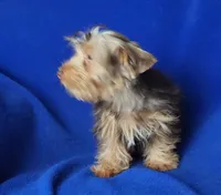 Liver Driscoll , a male Yorkshire Terrier for sale in Jackson, TN – 10 of 10