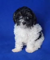 Piper , a female Yorkipoo for sale in Jackson, TN – 7 of 10