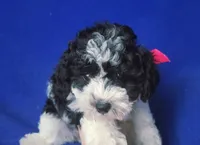 Melody , a male Poodle - Toy  for sale in Jackson, TN – 7 of 10