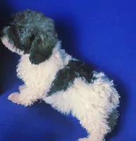 Natalie, a female Poodle - Toy  for sale in Jackson, TN – 8 of 10