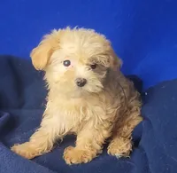 Birdie, a female Yorkipoo for sale in Jackson, TN – 9 of 10