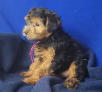 Bindie, a female Yorkipoo for sale in Jackson, TN – 8 of 10