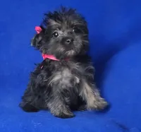 Lyla , a female Yorkipoo for sale in Jackson, TN – 7 of 10