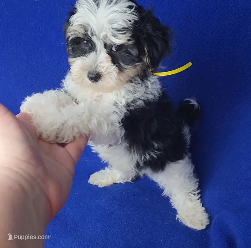 Pilot – Yorkipoo puppy for sale in Jackson, TN