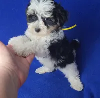 Pilot, a male Yorkipoo for sale in Jackson, TN – 1 of 10