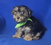 Teo, a male Morkie for sale in Jackson, TN – 10 of 10