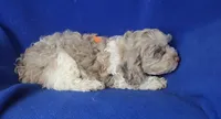 Chocolate Merle Chester , a male Cockapoo for sale in Jackson, TN – 2 of 10