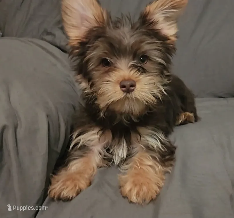 *FLASH SALE*  Chocolate Knox – Yorkshire Terrier puppy for sale in Jackson, TN