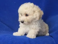 Frankie, a male Bichpoo for sale in Jackson, TN – 9 of 10
