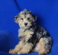 Beckham , a male Yorkipoo for sale in Jackson, TN – 6 of 10