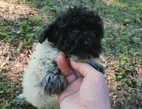 Sutton, a male Poodle - Toy  for sale in Jackson, TN – 5 of 7