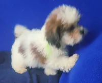 *FLASH SALE* Spencer, a male Shichon for sale in Jackson, TN – 2 of 10