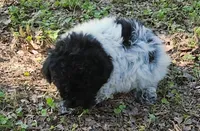 Sutton, a male Poodle - Toy  for sale in Jackson, TN – 7 of 7