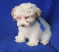 *FLASH SALE* Amara, a female Morkie for sale in Jackson, TN – 7 of 10