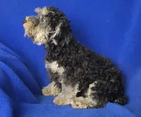 Murphy, a male Yorkipoo for sale in Jackson, TN – 9 of 10