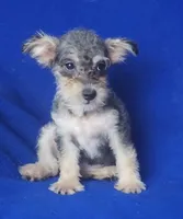 Gigi, a female Schnoodle for sale in Jackson, TN – 10 of 10