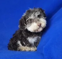 Choco Lincoln, a male Yorkipoo for sale in Jackson, TN – Photo 7 of 9